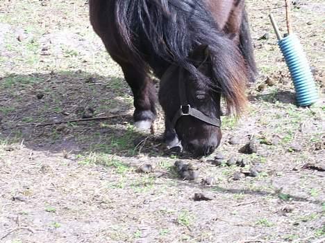 Shetlænder tulle billede 1