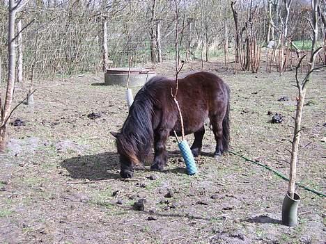 Shetlænder tulle billede 2