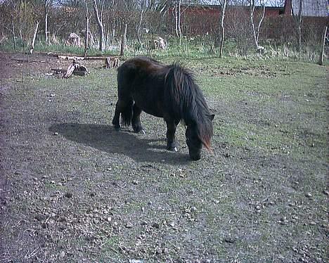 Shetlænder tulle billede 3