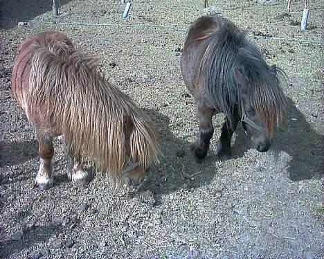 Shetlænder tulle billede 4