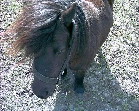 Shetlænder tulle billede 5