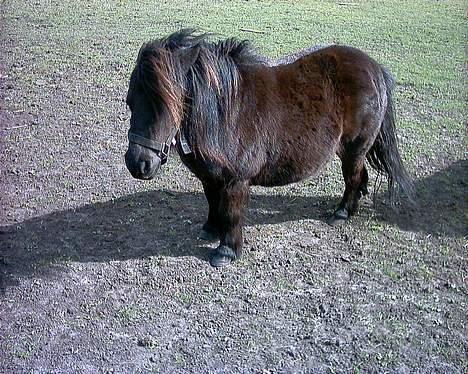 Shetlænder tulle billede 6