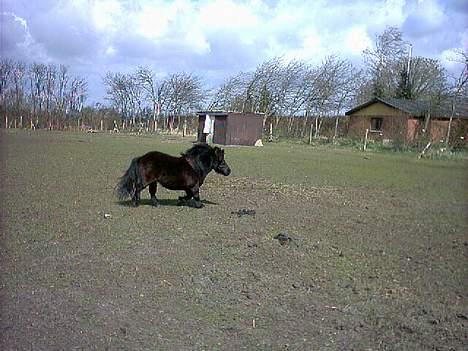 Shetlænder tulle billede 7