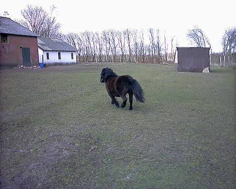 Shetlænder tulle billede 8