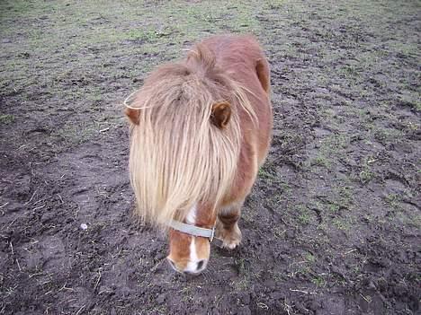 Miniature Egehøjs Lurifax billede 2