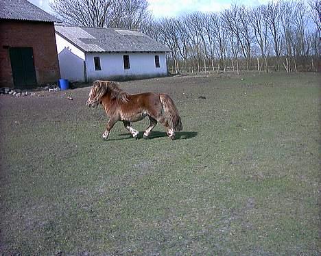 Miniature Egehøjs Lurifax billede 4