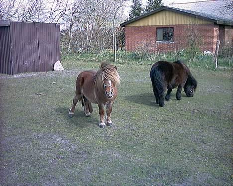 Miniature Egehøjs Lurifax billede 5