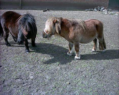 Miniature Egehøjs Lurifax billede 6