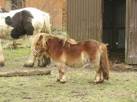 Miniature Egehøjs Lurifax billede 7