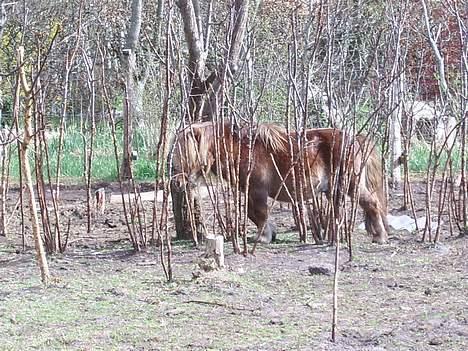 Miniature Egehøjs Lurifax billede 8