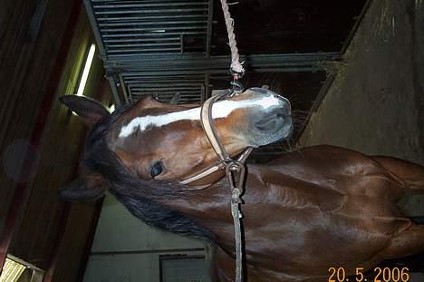 Connemara Cover Girl SOLGT - MIIN billede 5