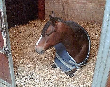 Connemara Cover Girl SOLGT billede 6