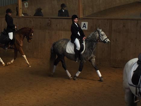 Connemara Ålegårds Malou billede 16