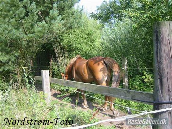 Anden særlig race Sunny Boy - Farvel og tak for nu.. :) billede 8