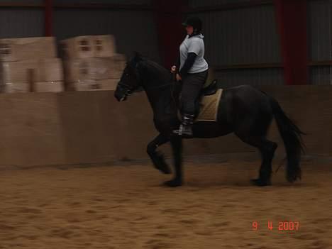 Frieser Shadow - det går rigtig godt med at ride hende alene billede 14