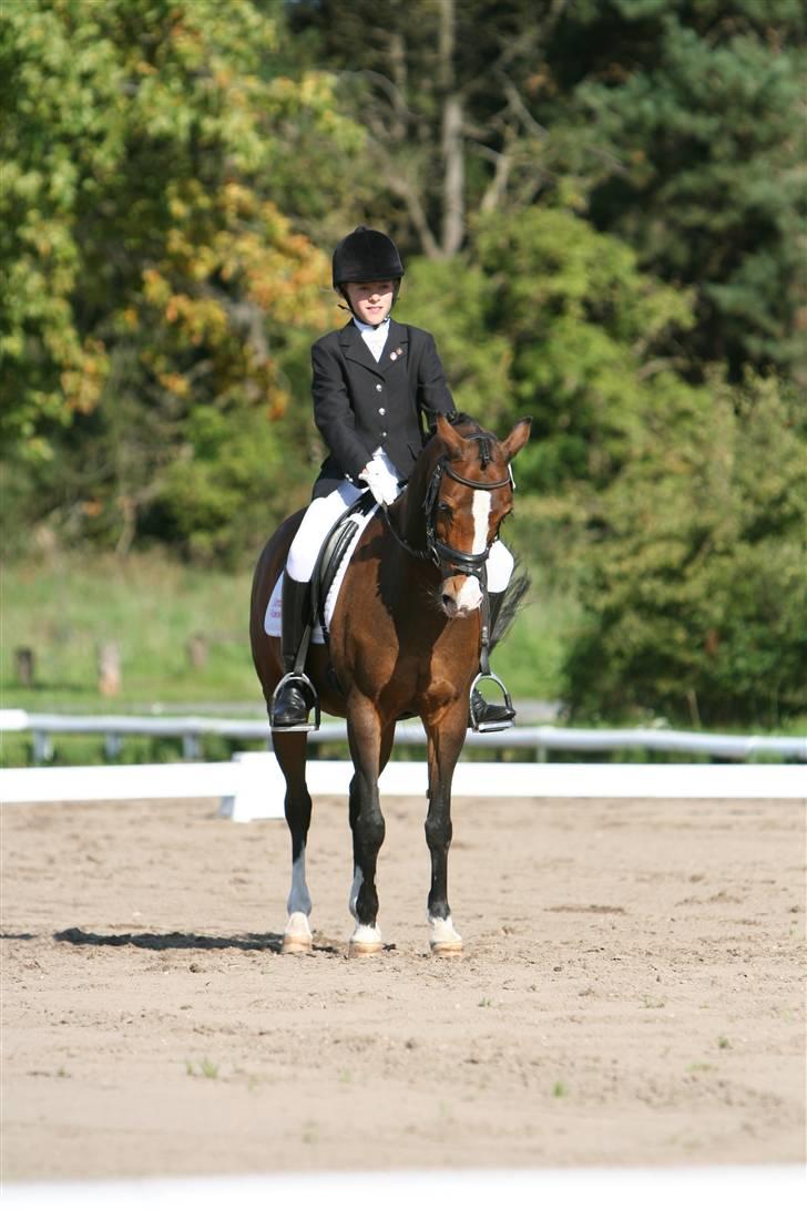 Hollandsk Sportspony Candy  - Grenå 13/9 08 foto: Maria Langhoff  -   Meget fin parade! :) billede 7