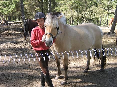 Fjordhest musse  SOLGT :'( - min "lille" pony <33  foto: madiie <3 billede 8