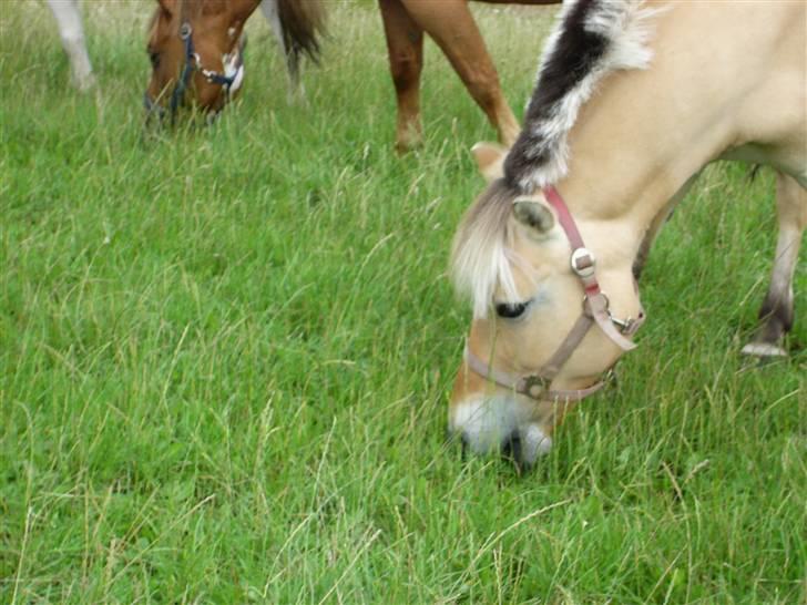 Fjordhest musse  SOLGT :'( - musse på græs <3 foto:mig selv :) billede 9