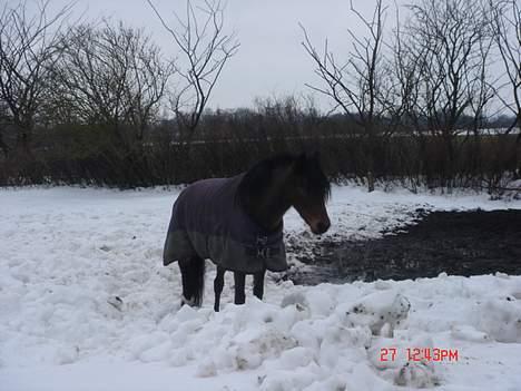 Welsh Pony af Cob-type (sec C) Hedehuses Skipper *R.I.P.* - skipper i sneen billede 16