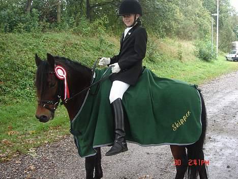 Welsh Pony af Cob-type (sec C) Hedehuses Skipper *R.I.P.* - her har vi lige vundet en lb1 billede 17