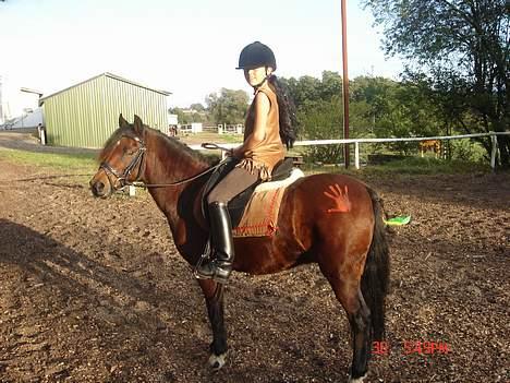 Welsh Pony af Cob-type (sec C) Hedehuses Skipper *R.I.P.* - Her er vi klædt ud som pocahontas billede 18