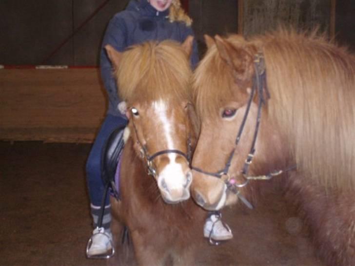 Islænder Assa fra Himlingøje - Hun ser da lækker ud q: <3 billede 5