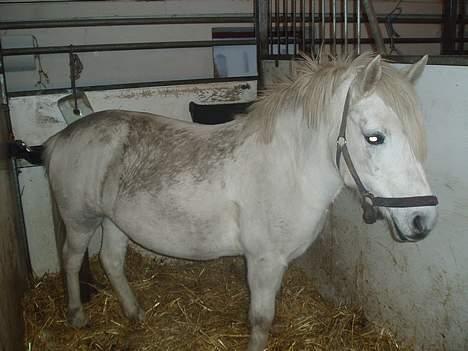 Anden særlig race Snehvide - jeg elsker dig snehvide (SOLGT) billede 3