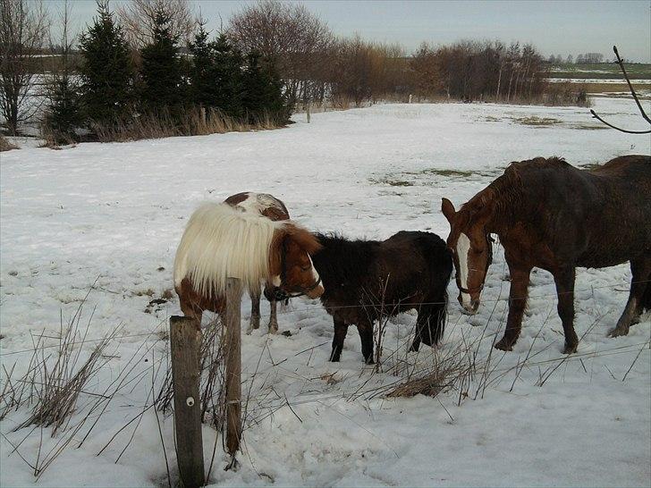 Pinto Araber Følle bølle R.I.P - Sne:D billede 1