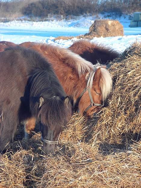 Islænder Sara II fra Klattrup - Frenja og Lukka om vinteren :) billede 6