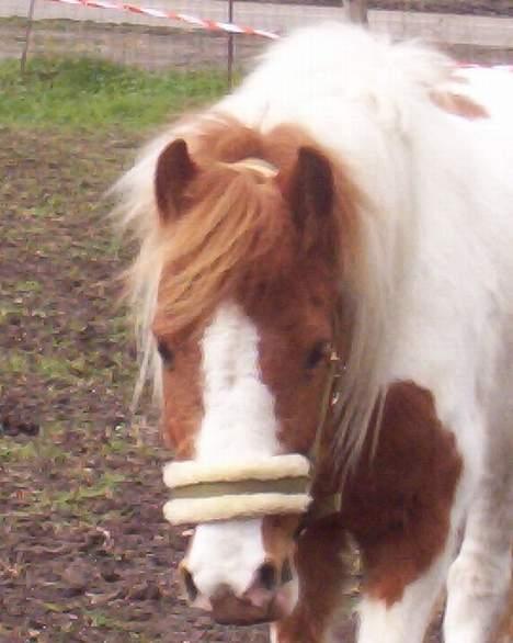 Pinto Araber Følle bølle R.I.P - der er britt (min mor ) billede 4