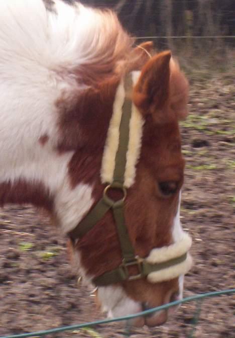Pinto Araber Følle bølle R.I.P - nu går jeg britt billede 5