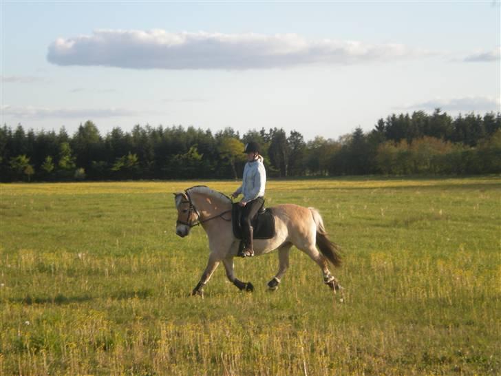 Fjordhest Mickey - Taget d. 11 maj 2009 Han er nok oppe og runde de 20 nu og han er bare stadig en dejlig og fantastisk dygtig og viljestærk pony billede 2