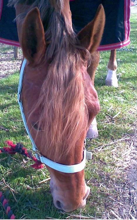 Anden særlig race Diamond [R.I.P] - April o7 billede 10