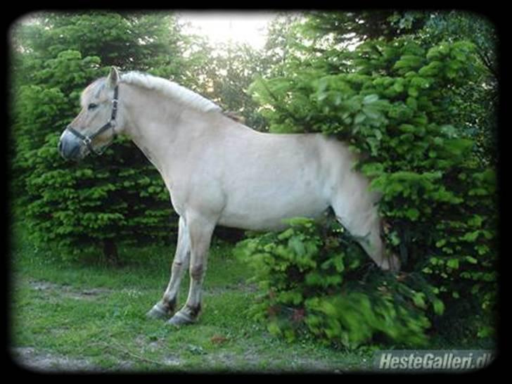 Fjordhest Mickey - Det ser virkelig komisk ud.. Kig forbi min video med ham http://www.hestegalleri.dk/html/vid_vis.asp?VideoID=2887 det ser helt vildt sjovt ud! billede 11