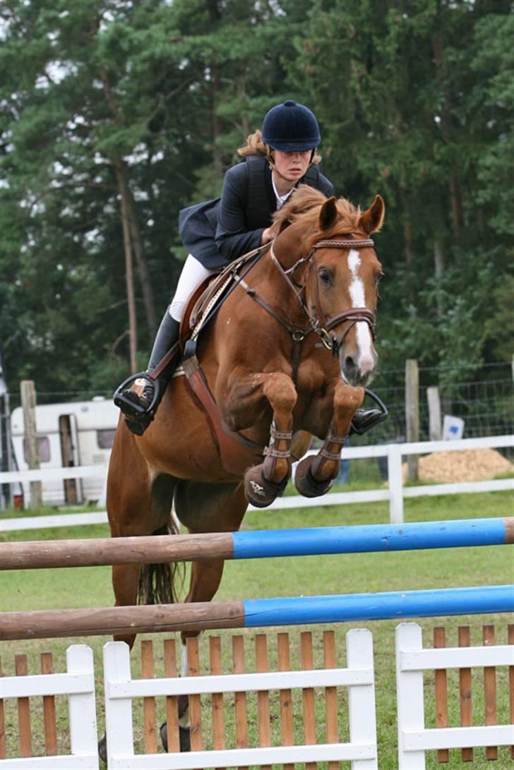 Hollandsk Varmblod Twilight - Silkeborg Rideuge LB. billede 8