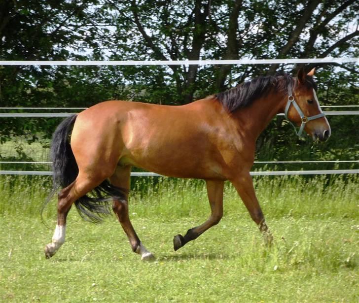 Tysk Sportspony Kong Arthur <3 - 4# Min smukke pony :D billede 4