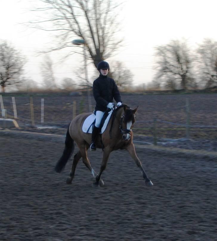 Tysk Sportspony Kong Arthur <3 - 5# Arthur og jeg til vores andet stævne sammen! Vi vandt en tredje plads - mit vinderdyr <3 Fotograf: Anna Skov Larsen billede 5