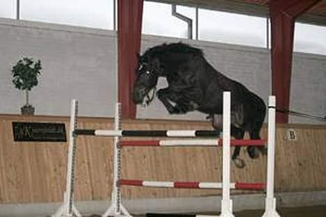 Dansk Varmblod carello "Solgt" - carello der næaten springer støtten ud billede 2