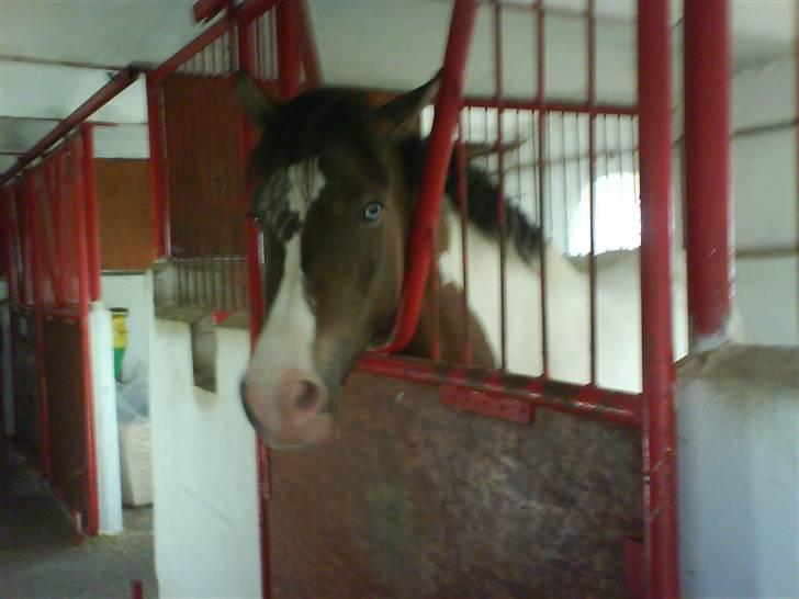 Anden særlig race Ebonys Surprise   (solgt/ R.I.P) - Er jeg ikke bare sød. billede 1