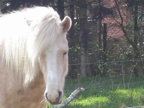 Islænder Prinsessa  solgt billede 6