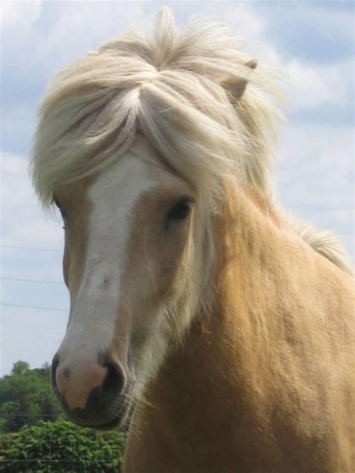 Islænder Prinsessa  solgt billede 7