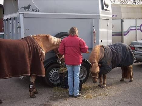 Shetlænder jeppe - Vi er til stævne billede 6