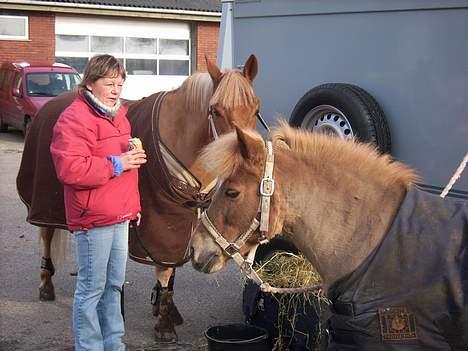 Shetlænder jeppe - Ver til stævne billede 7
