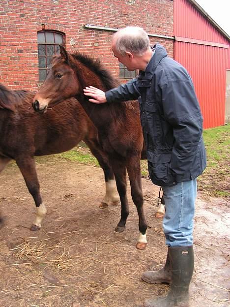 Trakehner Indian Sunset *SOLGT* billede 16
