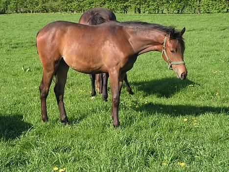 Trakehner Indian Sunset *SOLGT* billede 17