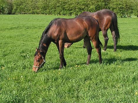 Trakehner Indian Sunset *SOLGT* billede 18