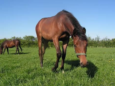 Trakehner Indian Sunset *SOLGT* billede 19