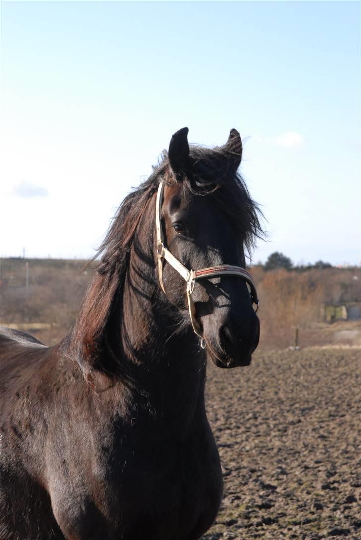 Frieser Hotse - † R.I.P † - Min lille hest... R.I.P ! (Foto: A-P) billede 13