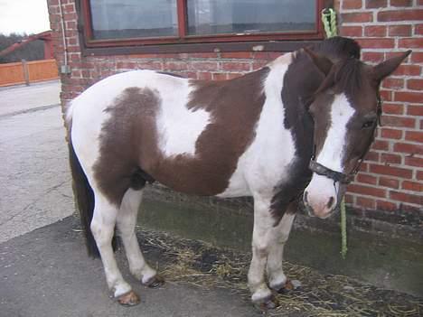 Pinto Don Ibrahim. - Du må kun gå hvis du har mad med tilbage!! :D billede 20