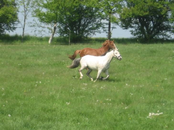 Tysk Sportspony Sandor<33 R.I.P. Savnet<3 billede 15